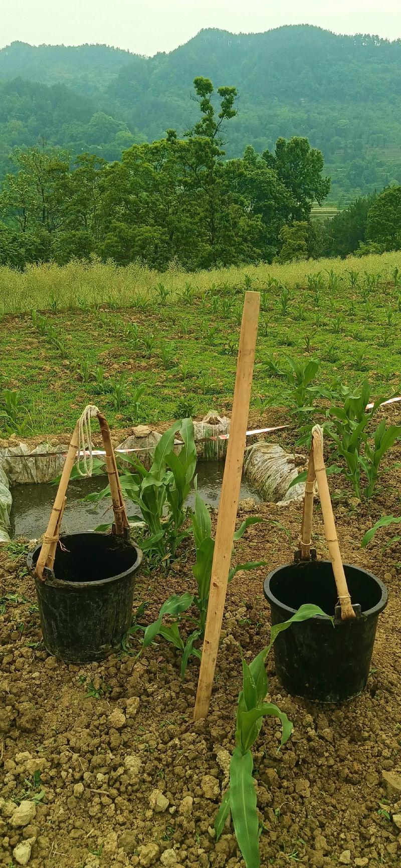 三七种植要哪些条件?技术要点有哪些?-图1 三七种植要哪些条件?技术要点有哪些?-图1