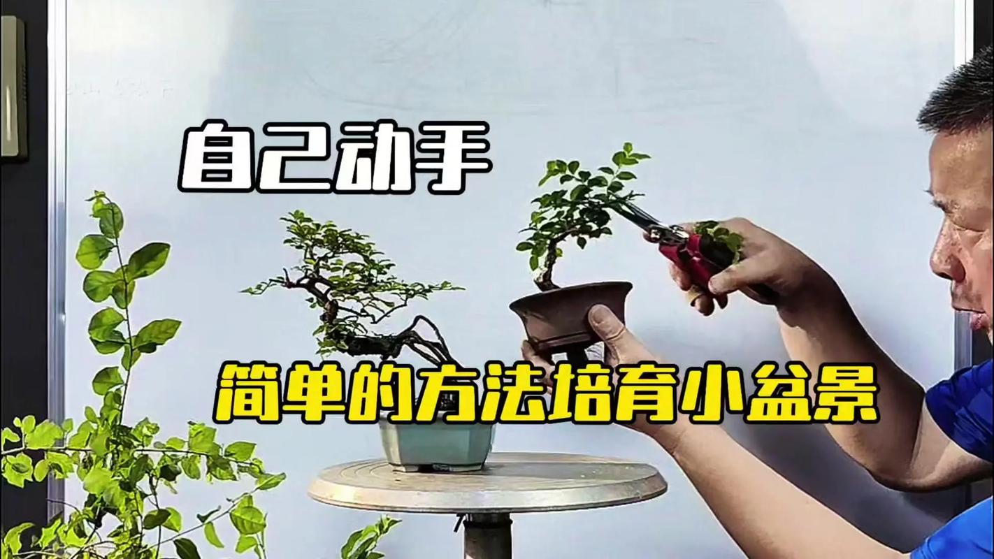 盆景栽培与制作，关键技术有哪些？-图2