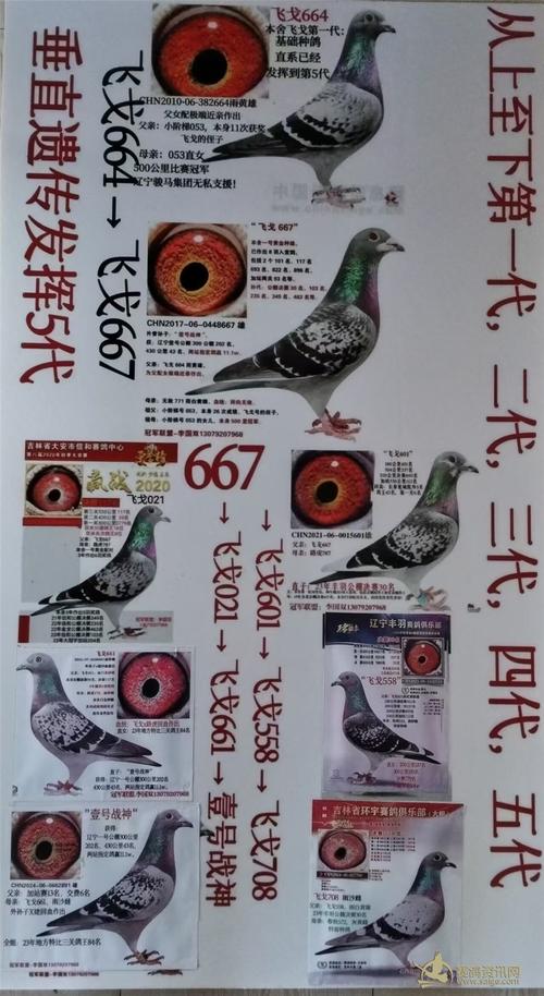 2025年肉鸽种鸽价格会涨还是跌？-图2