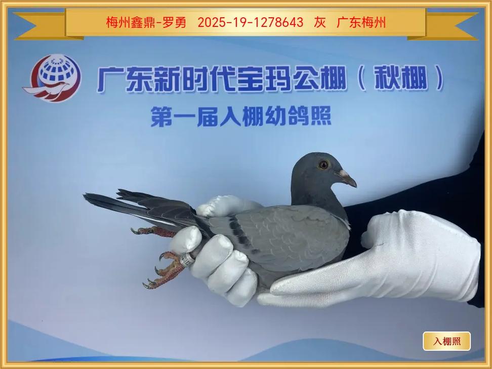 2025年肉鸽种鸽价格会涨还是跌?-图3 2025年肉鸽种鸽价格会涨还是跌?-图3