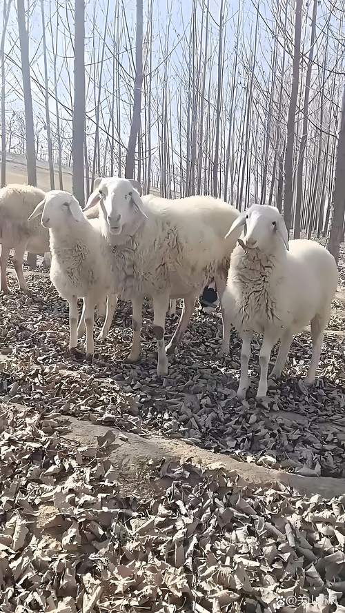 圈养小尾寒羊种公羊价格多少?-图1 圈养小尾寒羊种公羊价格多少?-图1