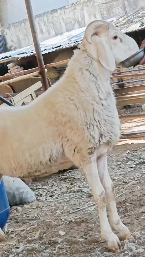 圈养小尾寒羊种公羊价格多少？-图3