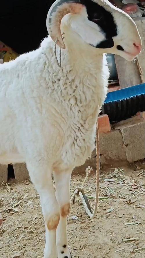 圈养小尾寒羊种公羊价格多少?-图2 圈养小尾寒羊种公羊价格多少?-图2