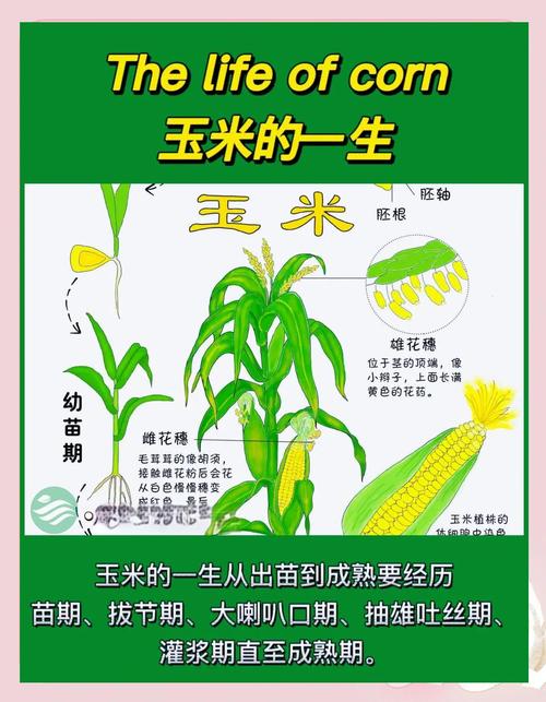 甜玉米啥时候种最好？-图2