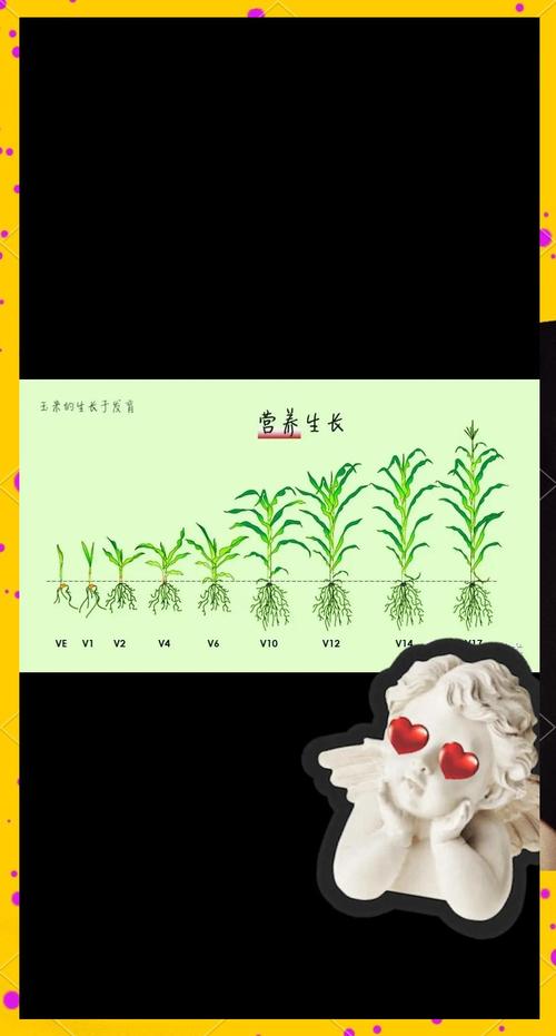 甜玉米啥时候种最好?-图1 甜玉米啥时候种最好?-图1