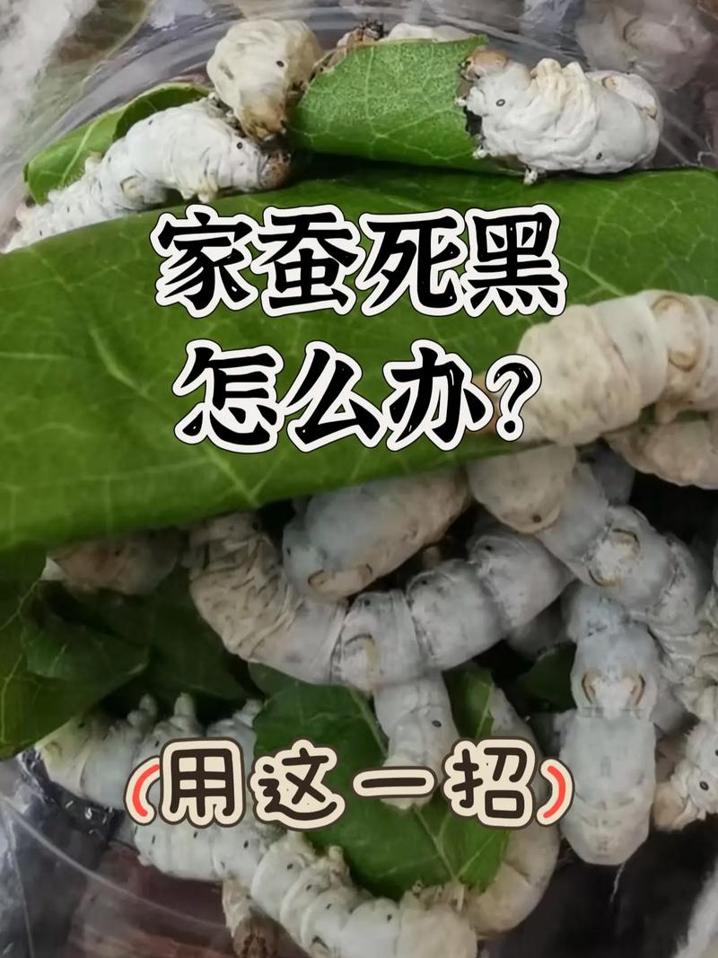 2025蚕茧曲靖价格会是多少?-图3 2025蚕茧曲靖价格会是多少?-图3