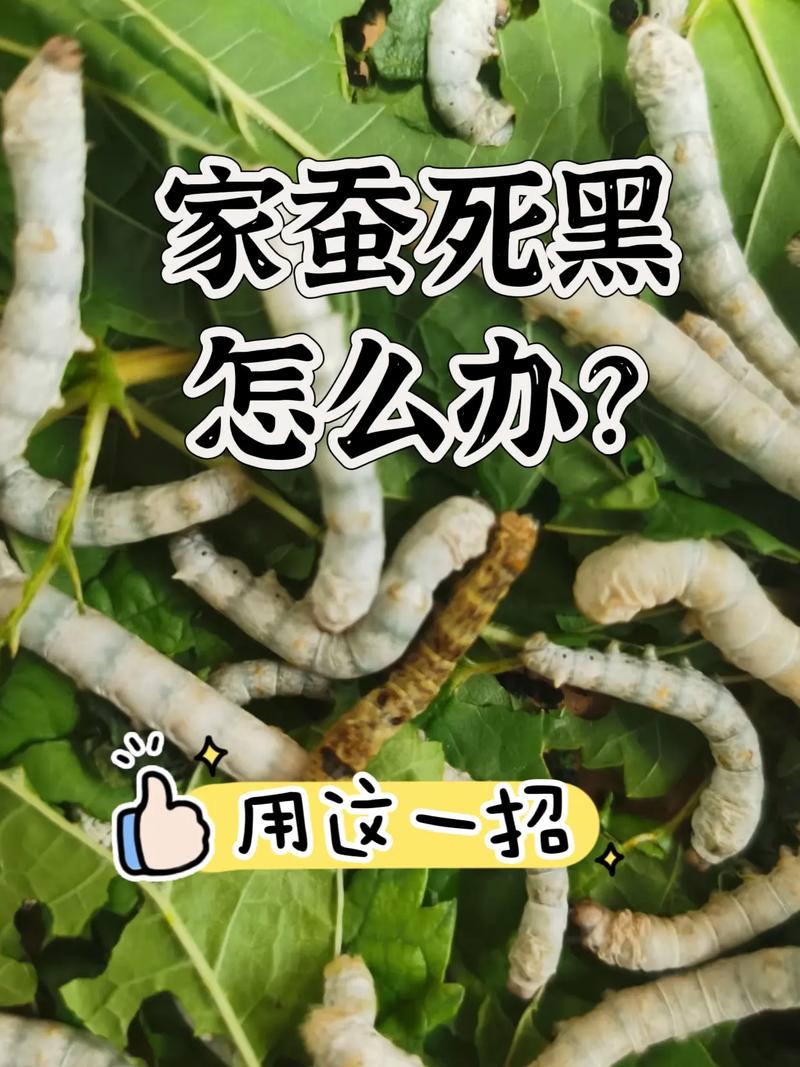 2025蚕茧曲靖价格会是多少？-图2