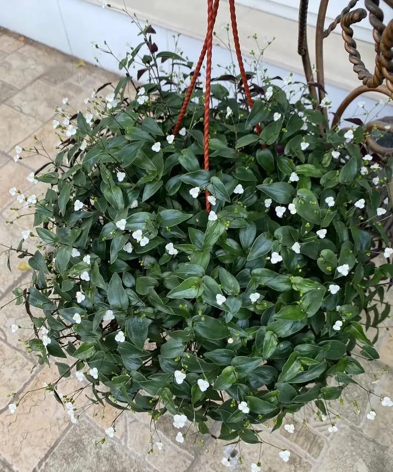 婚纱吊兰有哪些常见品种?-图1 婚纱吊兰有哪些常见品种?-图1