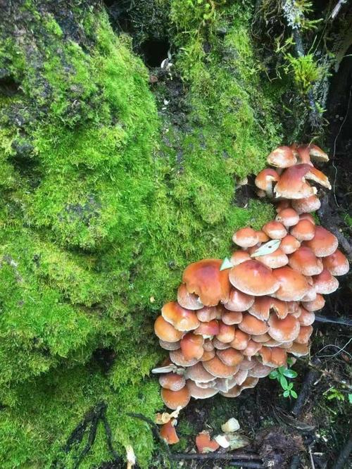 茶树菇种植技术视频播放-图2 茶树菇种植技术视频播放-图2