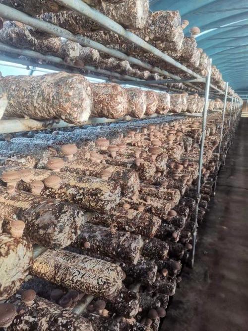 茶树菇种植技术视频播放-图3 茶树菇种植技术视频播放-图3