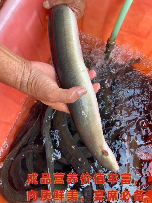 鳗鱼养殖技术与鳗鱼价格-图2