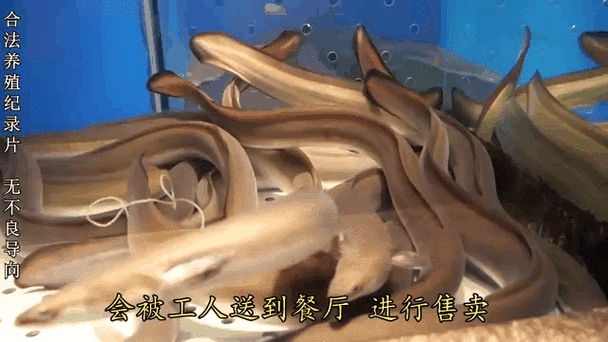 鳗鱼养殖技术与鳗鱼价格-图3