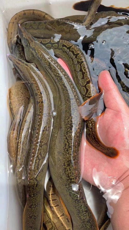 台湾大泥鳅养殖技术视频如何高效掌握？-图2