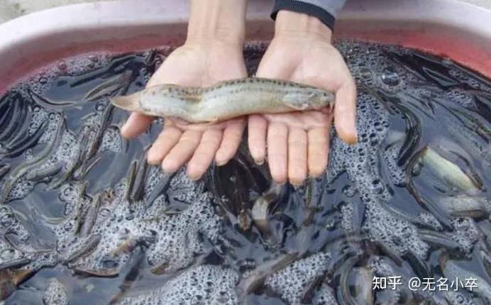 台湾大泥鳅养殖技术视频如何高效掌握？-图3