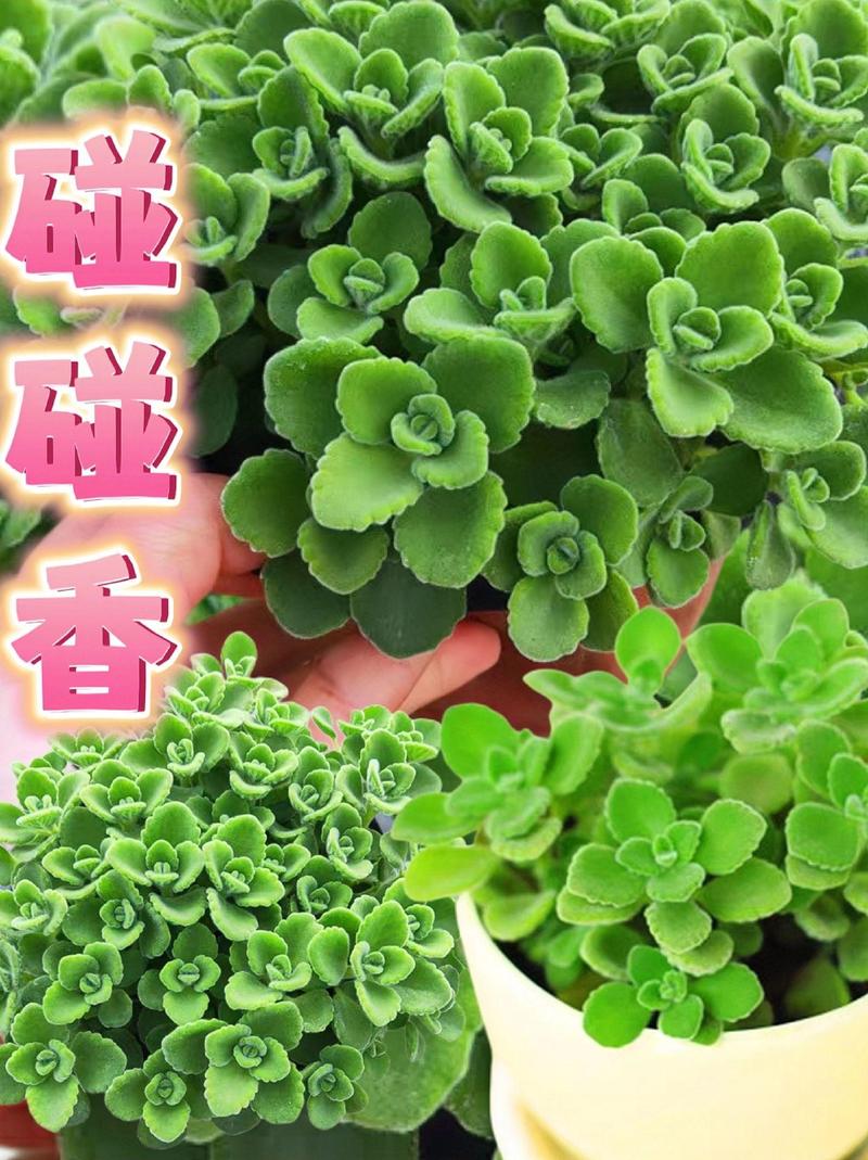 碰碰香哪些品种能泡茶?-图3 碰碰香哪些品种能泡茶?-图3