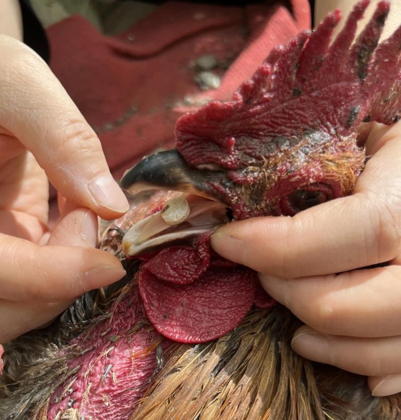 土鸡养殖技术及防疫管理关键要点有哪些？-图1