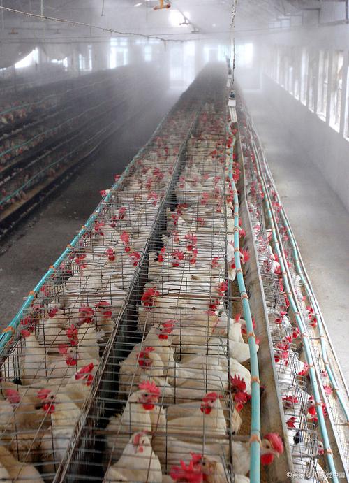 养殖土鸡技术与鸡舍建设,关键要点有哪些?-图2 养殖土鸡技术与鸡舍建设,关键要点有哪些?-图2