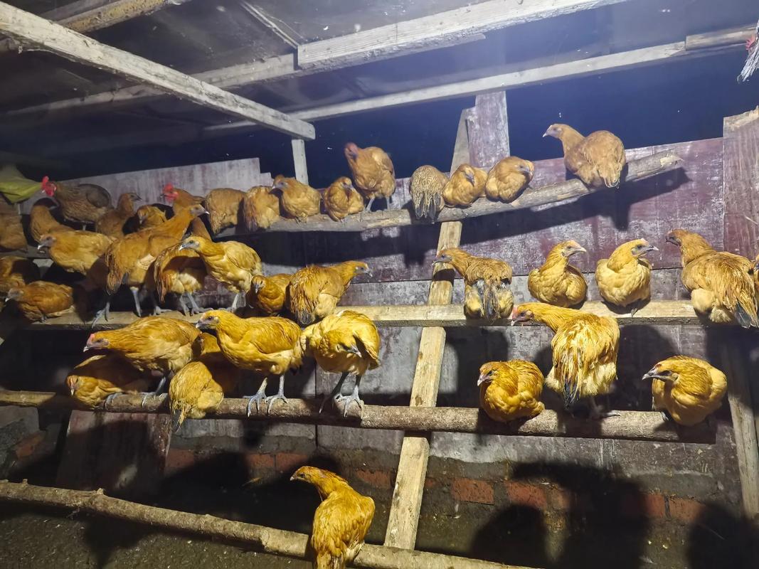 养殖土鸡技术与鸡舍建设,关键要点有哪些?-图3 养殖土鸡技术与鸡舍建设,关键要点有哪些?-图3