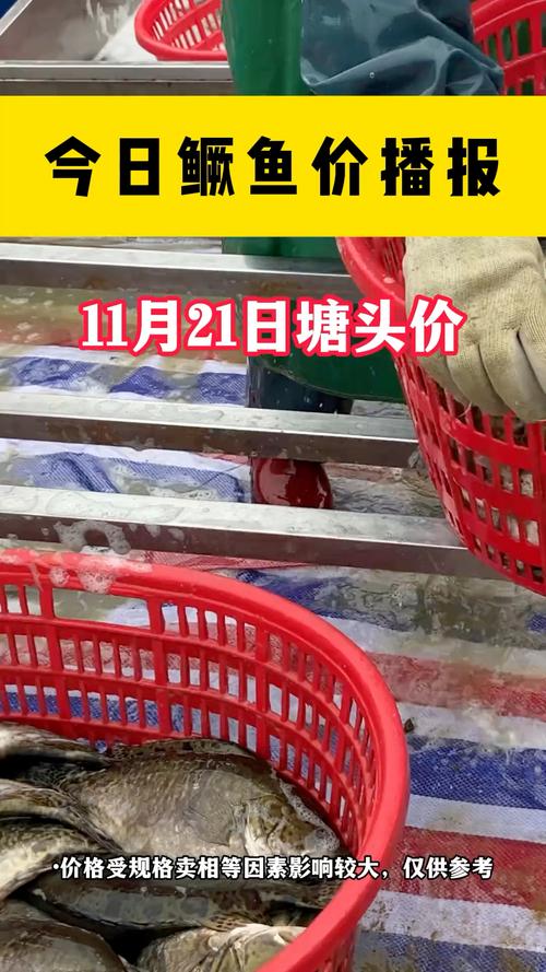 2025年桂鱼价格会涨还是跌？-图2