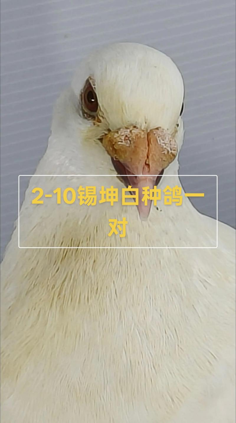 肉鸽哪个品种繁殖速度最快?-图1 肉鸽哪个品种繁殖速度最快?-图1