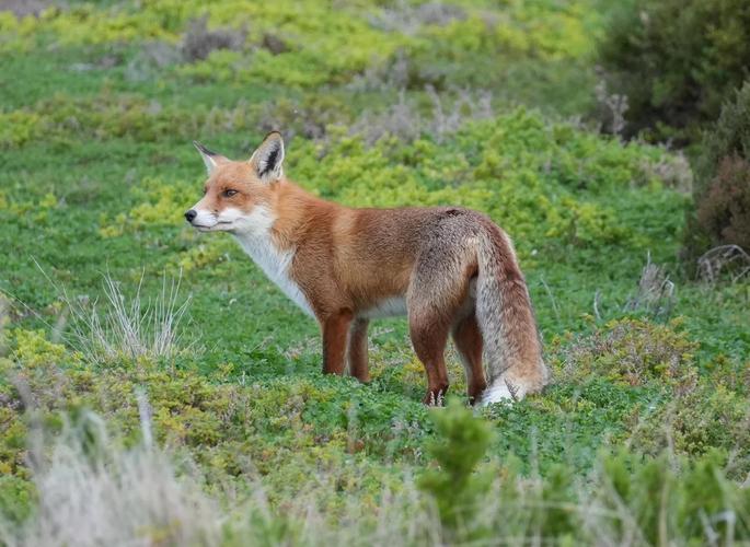 已知野生狐狸有多少品种-图1 已知野生狐狸有多少品种-图1