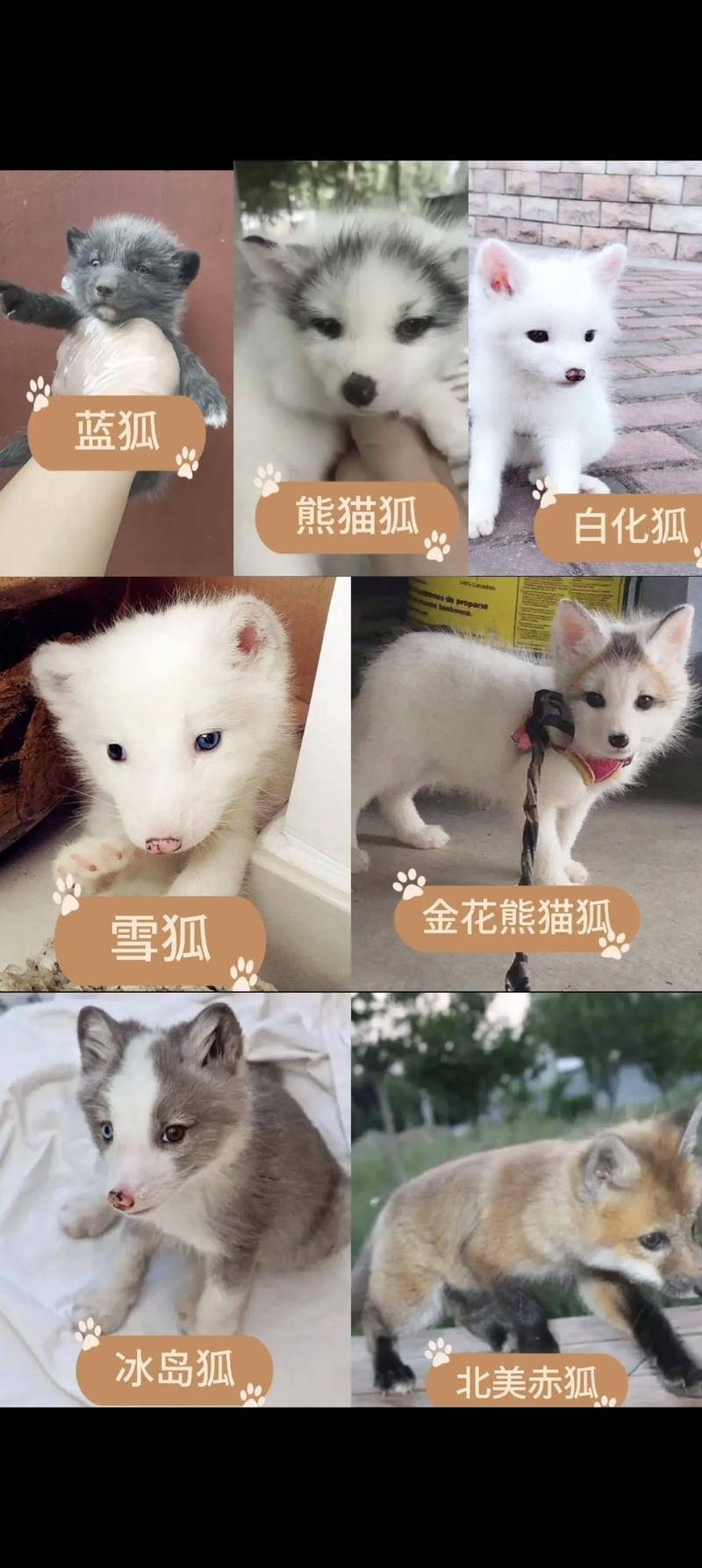 已知野生狐狸有多少品种-图2