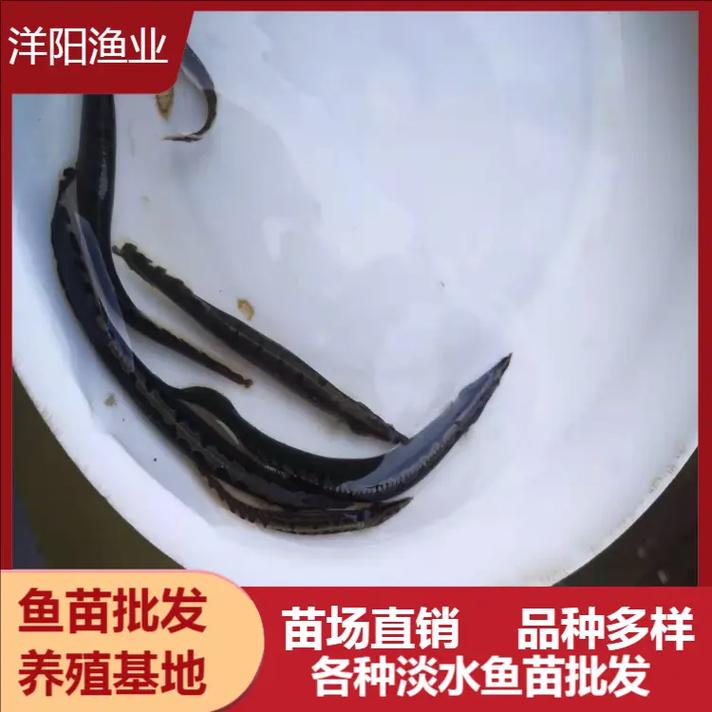 上海2025年鳗鱼苗价格会涨还是跌？-图2