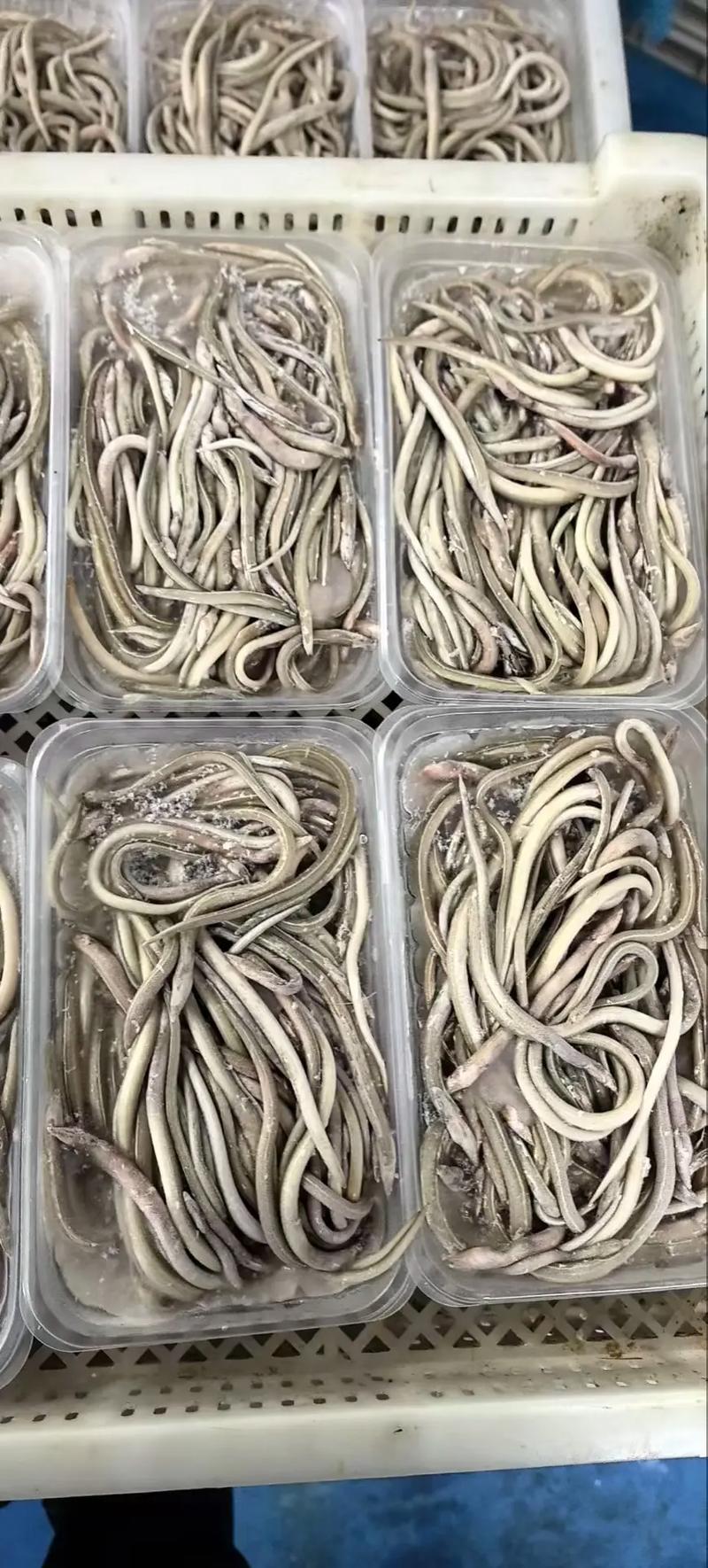 上海2025年鳗鱼苗价格会涨还是跌?-图1 上海2025年鳗鱼苗价格会涨还是跌?-图1