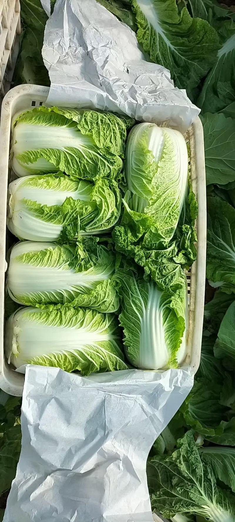 春季大棚种什么白菜品种-图1 春季大棚种什么白菜品种-图1