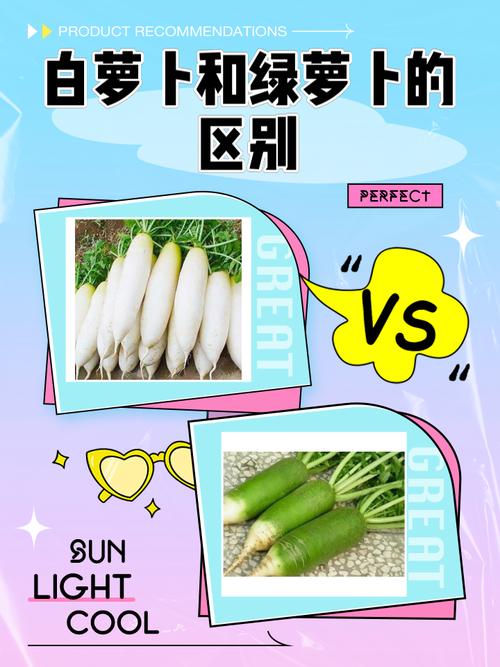 白萝卜品种怎么选?-图2 白萝卜品种怎么选?-图2