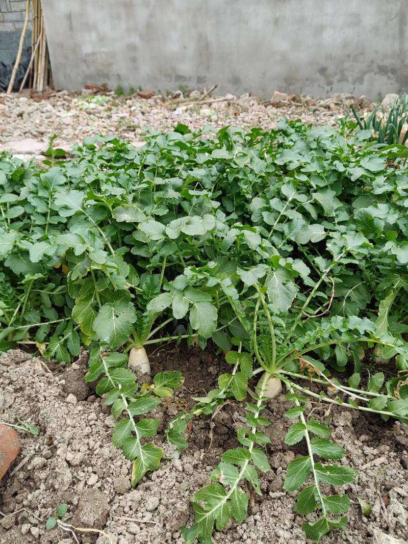 白萝卜品种怎么选?-图1 白萝卜品种怎么选?-图1