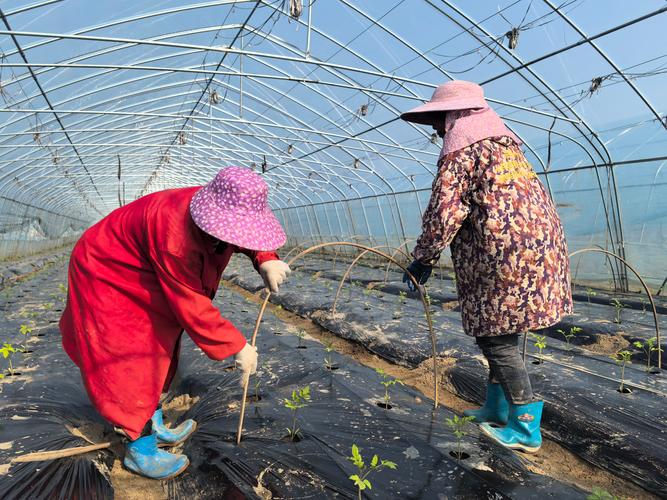 大棚越冬莴笋栽培技术-图3 大棚越冬莴笋栽培技术-图3