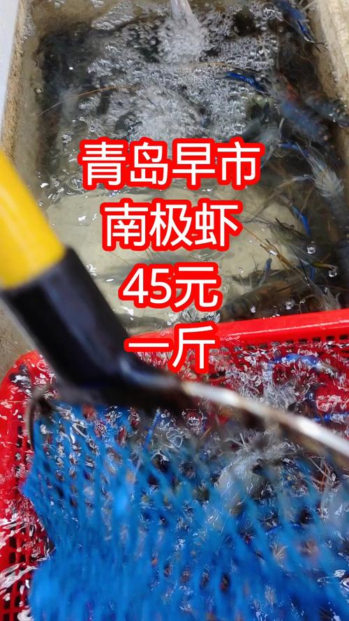 2025青岛竹节虾价格会涨还是跌?-图1 2025青岛竹节虾价格会涨还是跌?-图1