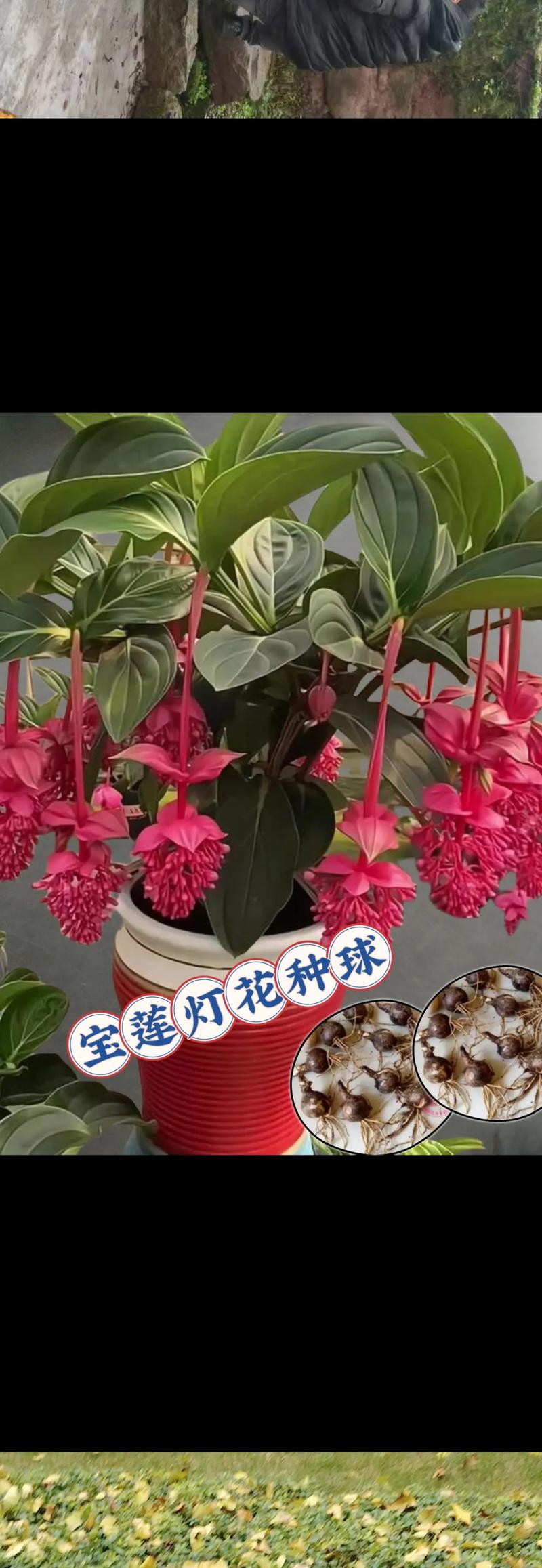 国产宝莲灯花到底有几个品种?-图3 国产宝莲灯花到底有几个品种?-图3