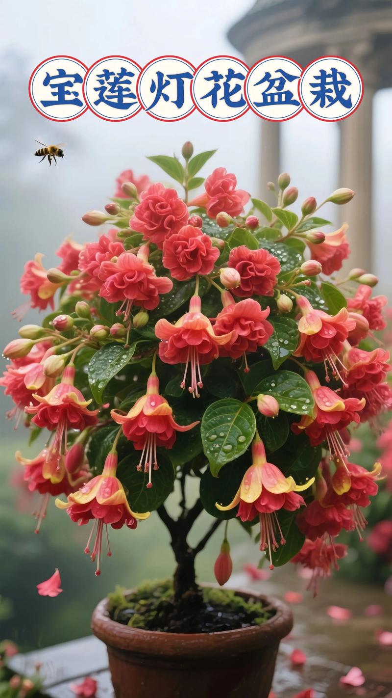 国产宝莲灯花到底有几个品种?-图2 国产宝莲灯花到底有几个品种?-图2