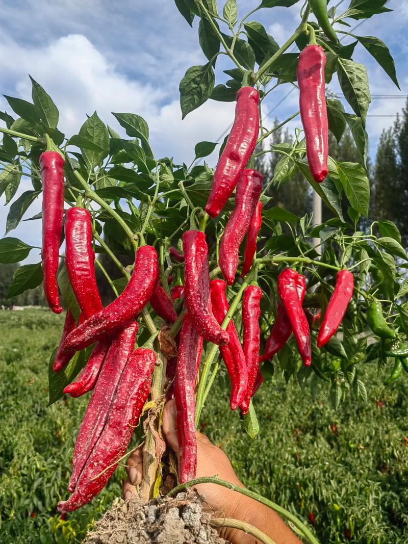 2025年红椒价格会涨还是跌?-图2 2025年红椒价格会涨还是跌?-图2