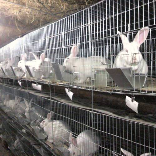 兔子大型养殖什么品种好？-图3