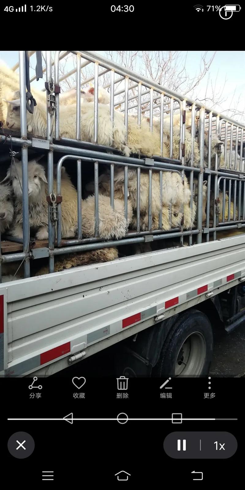 2025绒山羊价格会涨还是跌？-图3