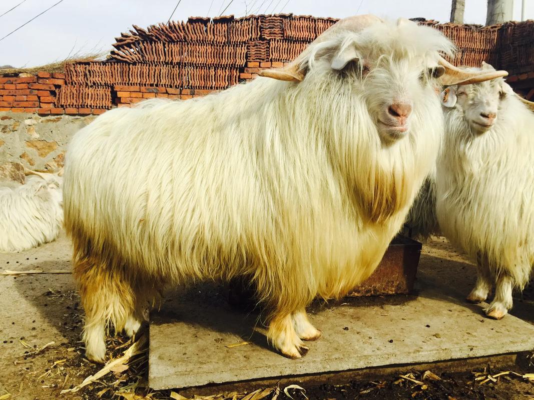 山羊品种哪个最好?-图3 山羊品种哪个最好?-图3