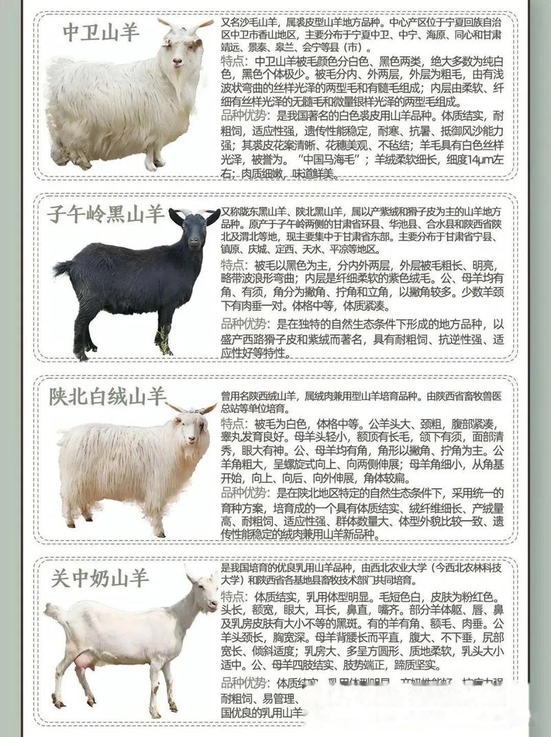 山羊品种哪个最好?-图1 山羊品种哪个最好?-图1