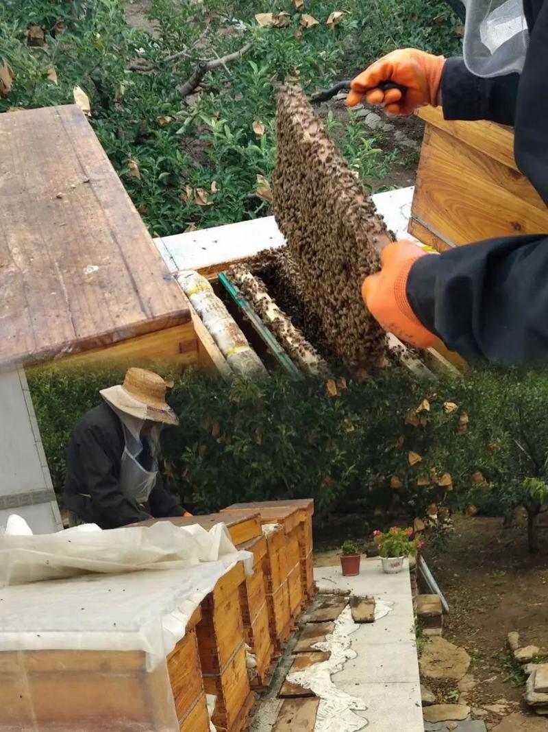 土蜜蜂分家技术视频,关键步骤有哪些?-图1 土蜜蜂分家技术视频,关键步骤有哪些?-图1