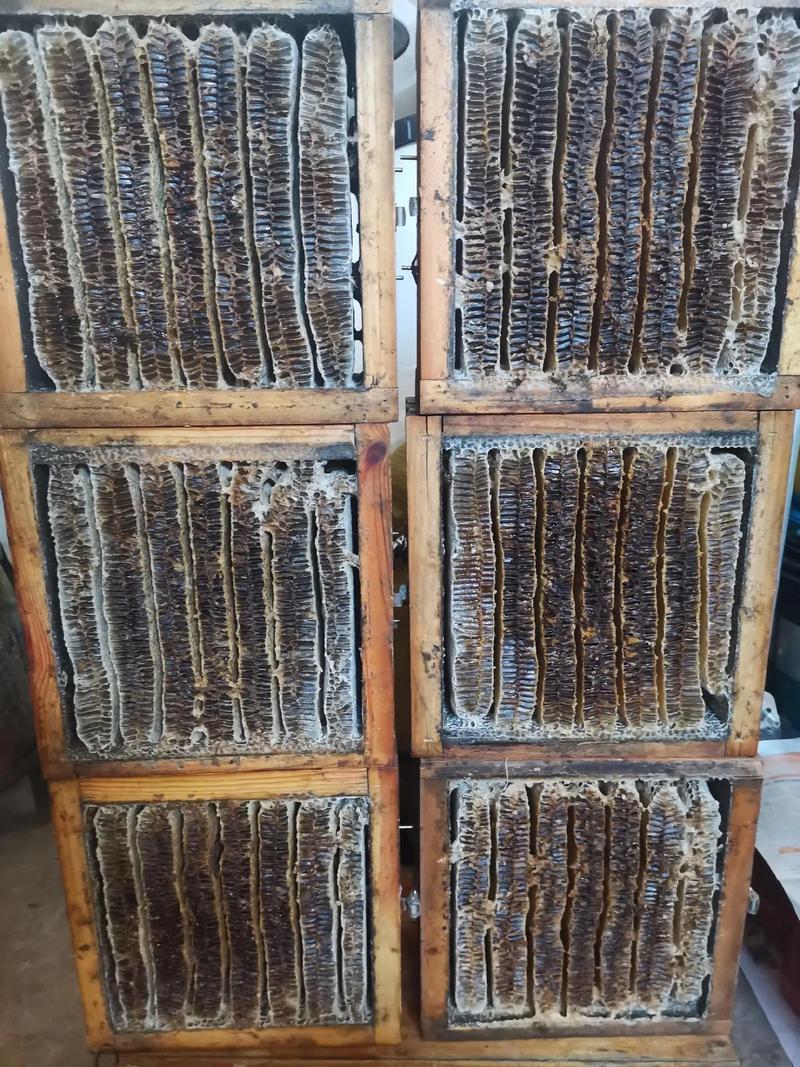 土蜜蜂分家技术视频,关键步骤有哪些?-图2 土蜜蜂分家技术视频,关键步骤有哪些?-图2