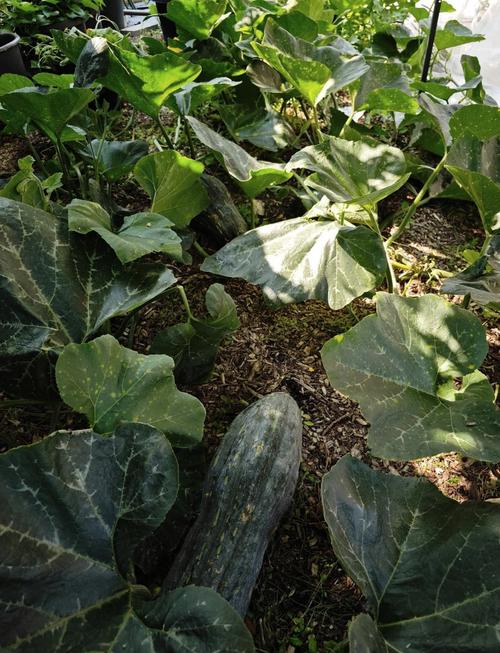 密本南瓜露地种植技术要点有哪些?-图1 密本南瓜露地种植技术要点有哪些?-图1