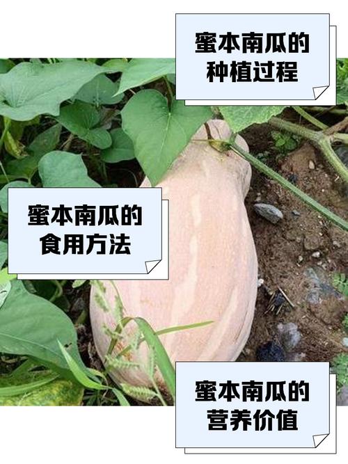 密本南瓜露地种植技术要点有哪些?-图2 密本南瓜露地种植技术要点有哪些?-图2