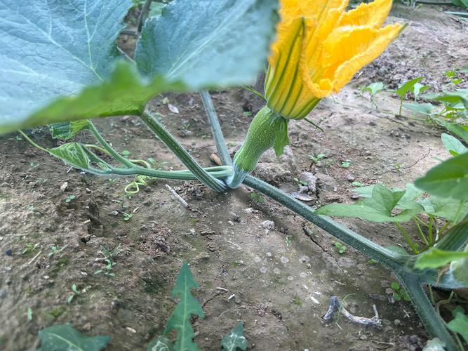 密本南瓜露地种植技术要点有哪些?-图3 密本南瓜露地种植技术要点有哪些?-图3