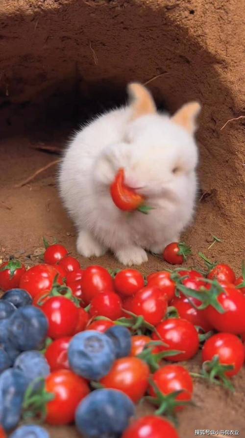 2025年泰安獭兔价格会涨还是跌?-图3 2025年泰安獭兔价格会涨还是跌?-图3