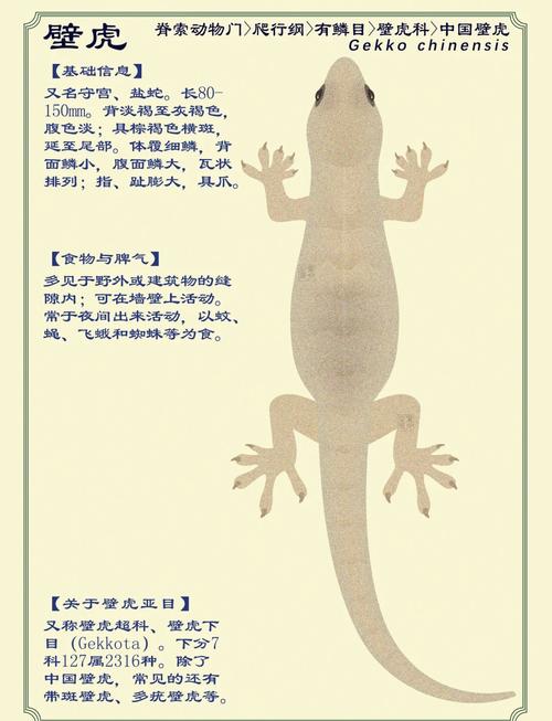 壁虎品种有多少？附图片大全？-图2