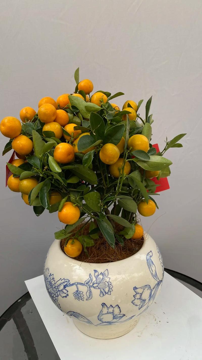 哪种金桔盆栽品种最好？-图3