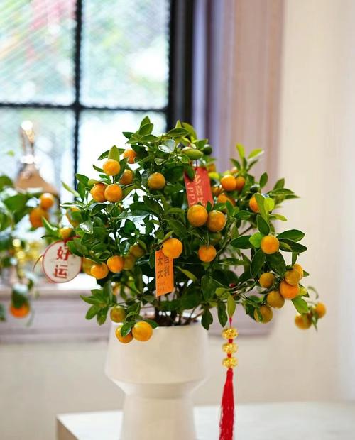 哪种金桔盆栽品种最好？-图2