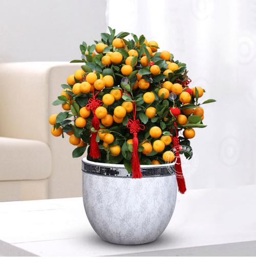 哪种金桔盆栽品种最好？-图1